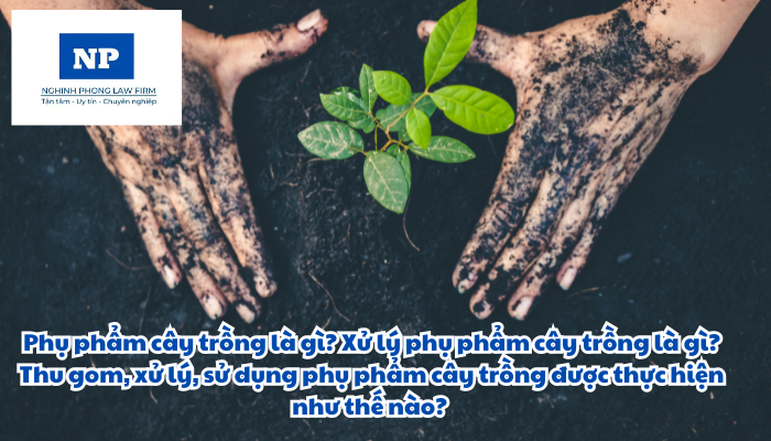Phụ phẩm cây trồng là gì? Xử lý phụ phẩm cây trồng là gì? Thu gom, xử lý, sử dụng phụ phẩm cây trồng được thực hiện như thế nào?